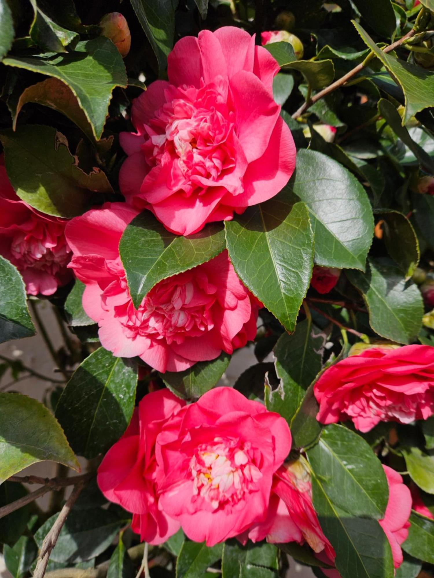 הוילה סל-סור-שר Les Camelias מראה חיצוני תמונה